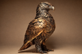 Statuetta aquila - AERION