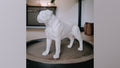 Statua cane - White Guardian Bulldog