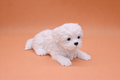 Cagnolino decorativo Coco